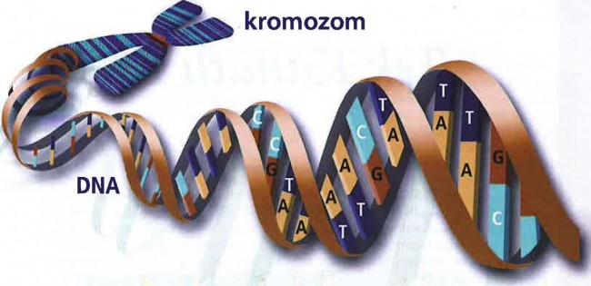 Canlıların Gelişmişlik Düzeyi Ve Kromozom Sayıları