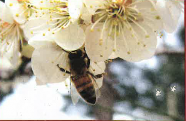 Arılar Hakkında Bilmediğimiz 11 Şey