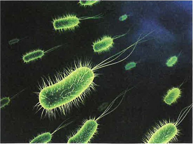 Vücudumuzun İçinde Sayısız Bakteri Faaliyet Gösteriyor!