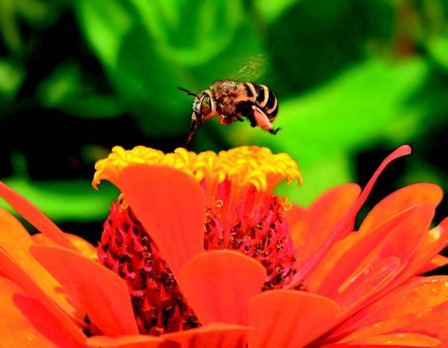 Arılar Her Mevsim Vızıldar / Kâinata Bakma Durağı