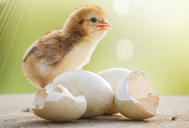 Bir Yumurtadan Her Şey Okunur