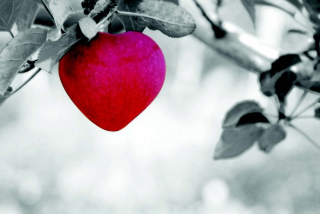 Elma / Sevgi Öyküsü