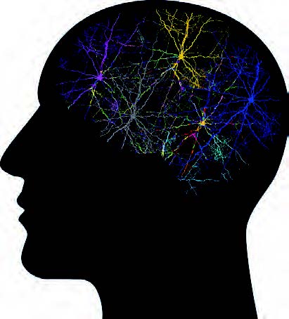 Beyindeki Karmaşık Ve Mükemmel İletim Sistemi