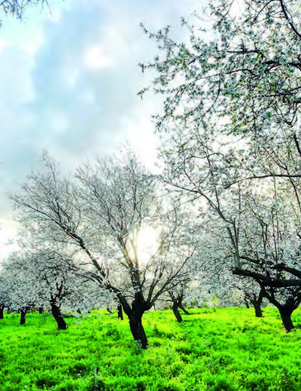Baharın Müjdecisi Melek Gibi Badem Ağaçları