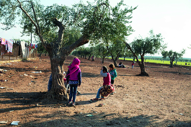 Zeytin Ağaçları ve Mülteci Kampları