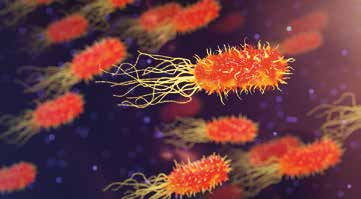Bakterilerin Ölüm Çığlıkları / Mikropların Demokratik ve Fedakâr Toplum Yapıları