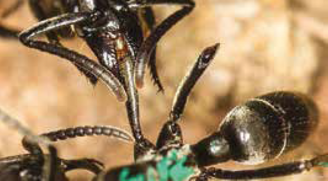 Yaralı Askerlerini Tedavi Eden Karıncalar