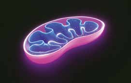 Göç Yollarının Başında Mitokondriyel Havva