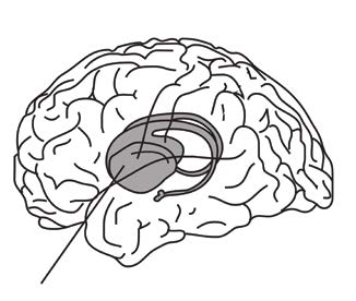 Hafızamızın Merkezi: Hipokampus
