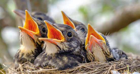 Yavru Kuşların Hayret Uyandıran Beslenmesi