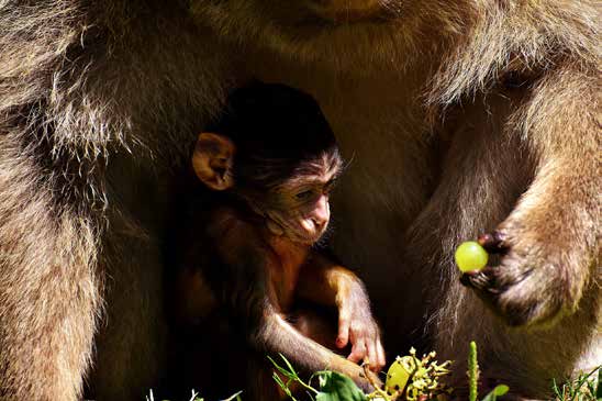 Şempanze Gibi Büyütülen Bebek