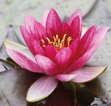 Lotus Çiçeği