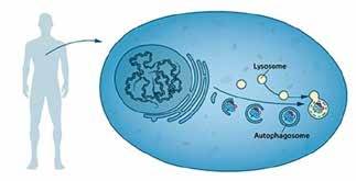 Lizozom, hücrede sitoplazmada bulunan bir organeldir. Dışı zarla çevrili yuvarlak kesecik şeklindedir. İçinde bir dizi yıkıcı sıvı enzim (biokatalizör) bulunur. Hücrede, yaşlanan ve bozulan yapılar lizozomlar tarafından sindirilir. Üstte hücre içinde Lizozom ve otofajizom’un çalışması görülüyor. (Kaynak: https://www.nobelprize.org)