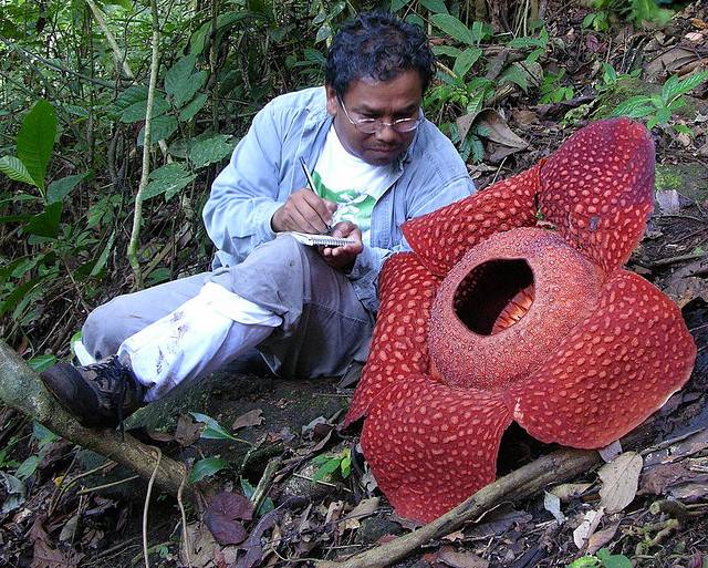 a rafflesia parazita